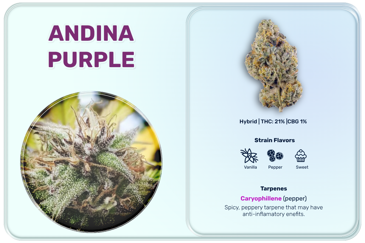 andina_purple